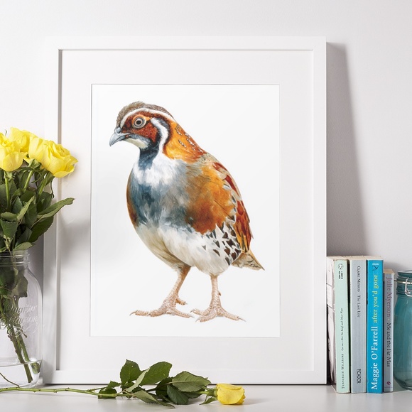 Watercolor Quail Wall Art Print, Unframed - Vibrant Nature-Inspired Home Decor - Picture 6 of 6